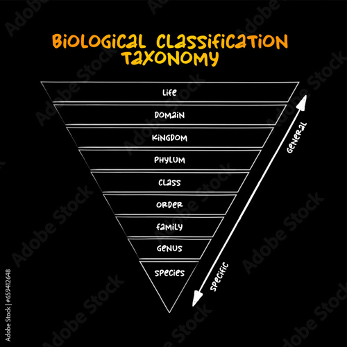 Biological classification taxonomy rank - relative level of a group of organisms (a taxon) in a taxonomic hierarchy, education concept for presentations and reports