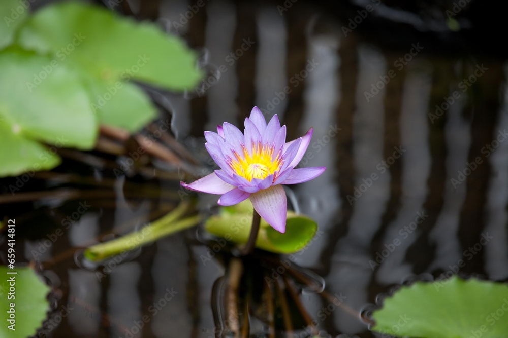 purple pink lotus flower water background purple pink lotus flower water background