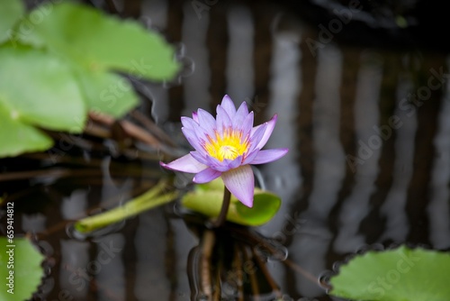 purple pink lotus flower water background