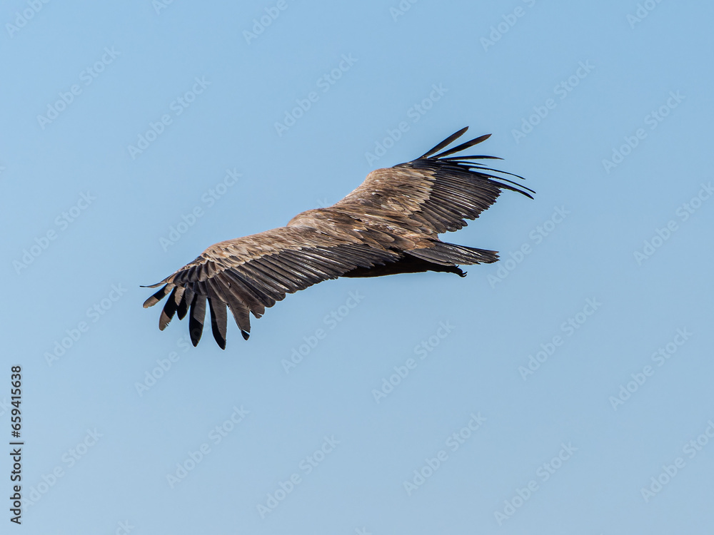 Obraz premium Griffon vultures (Gyps fulvus) group flying in misty conditions in Spanish Pyrenees, Catalonia, Spain, April. This is a large Old World vulture in the bird of prey family Accipitridae.