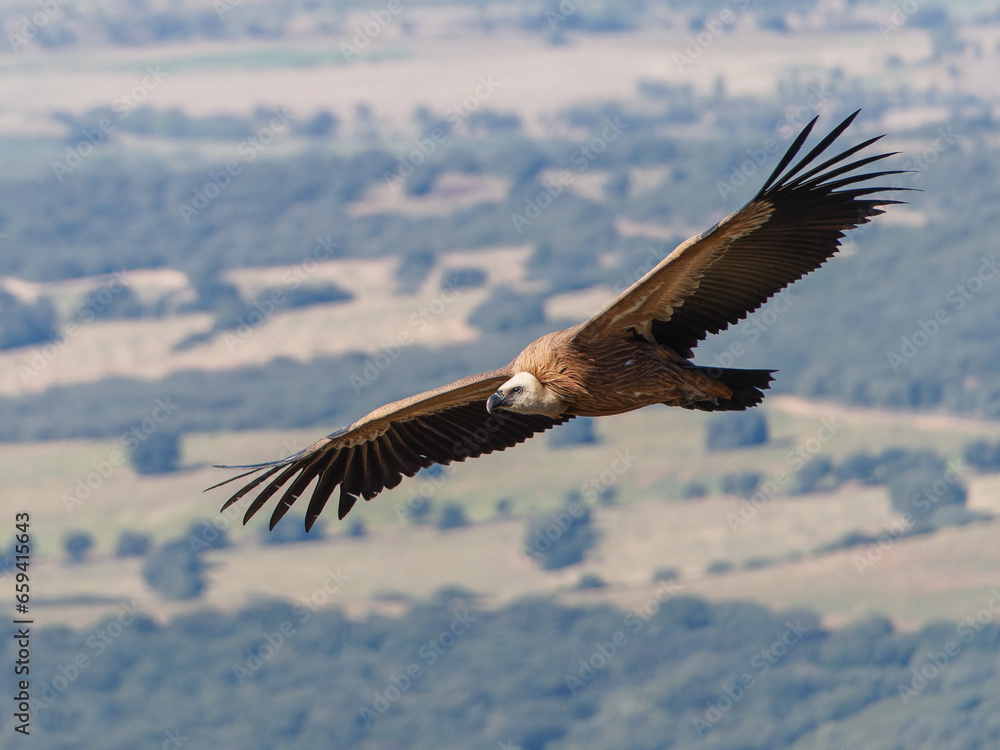 Fototapeta premium Griffon vultures (Gyps fulvus) group flying in misty conditions in Spanish Pyrenees, Catalonia, Spain, April. This is a large Old World vulture in the bird of prey family Accipitridae.