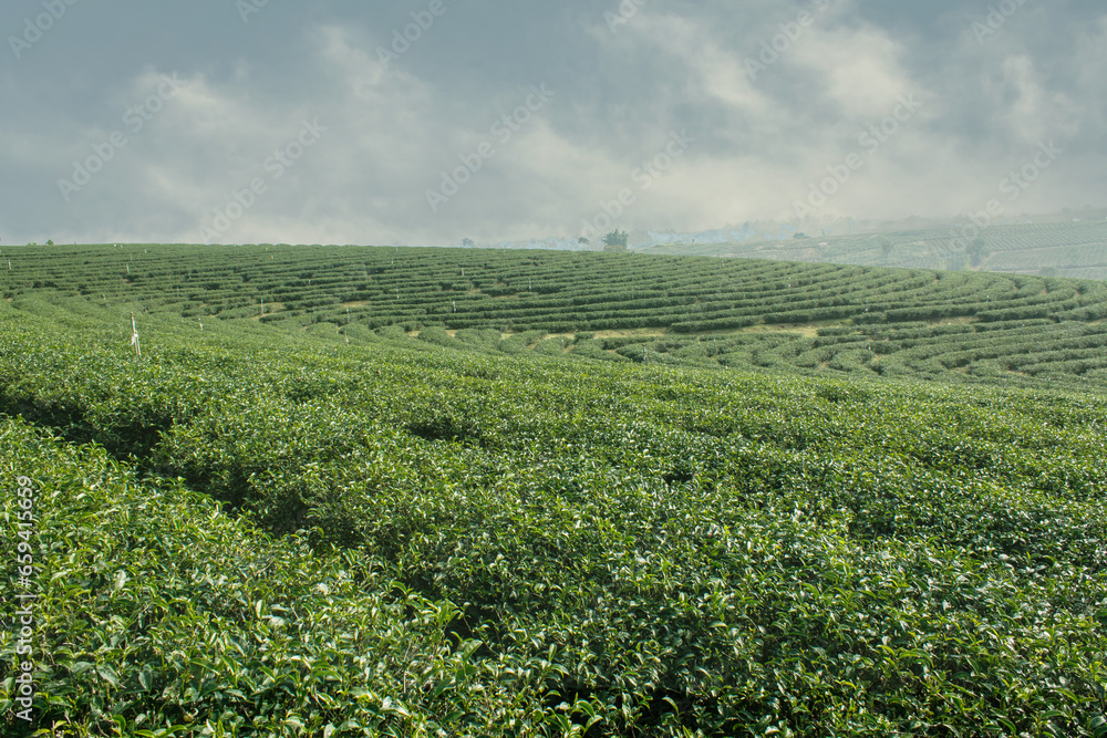 Green Tea Field , Chiangrai In Thailand