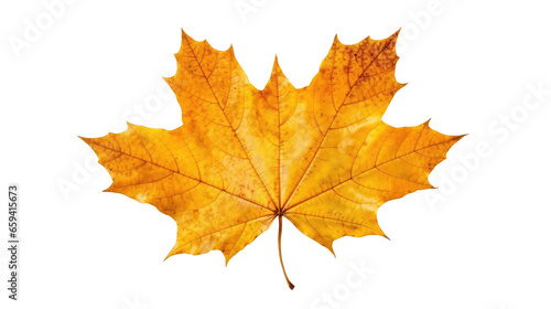 Orange maple leaves isolated on transparent background. Generative Ai