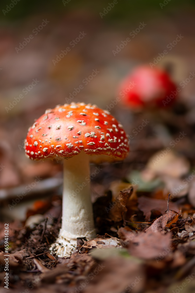 Fly agaric (Amanita muscaria) is a red and white spotted poisonous toadstool mushroom growing in the undergrowth of a forest in Sauerland Germany. Close up of two fresh fruit body coming up. Fly agaric (Amanita muscaria) is a red and white spotted poisonous toadstool mushroom growing in the undergrowth of a forest in Sauerland Germany. Close up of two fresh fruit body coming up.
