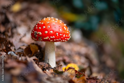 Fly agaric (Amanita muscaria) is a red and white spotted poisonous toadstool mushroom growing in the undergrowth of a forest in Sauerland. Close up of a fresh fruit body growing in brownish foliage.