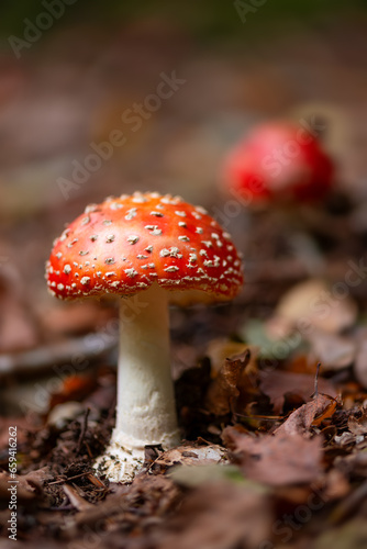 Fly agaric (Amanita muscaria) is a red and white spotted poisonous toadstool mushroom growing in the undergrowth of a forest in Sauerland Germany. Close up of two fresh fruit body coming up.