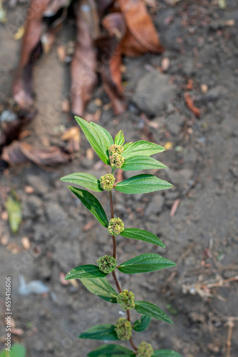 Patikan kebo leaves ( Euphorbia hirta L,Garden spurge, Asthma weed, Snake weed, Milkweeds ) are a wild plant that can be used as herbal medicine