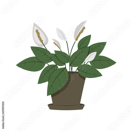 spathiphyllum is a houseplant. Women's happiness is a flower in a pot