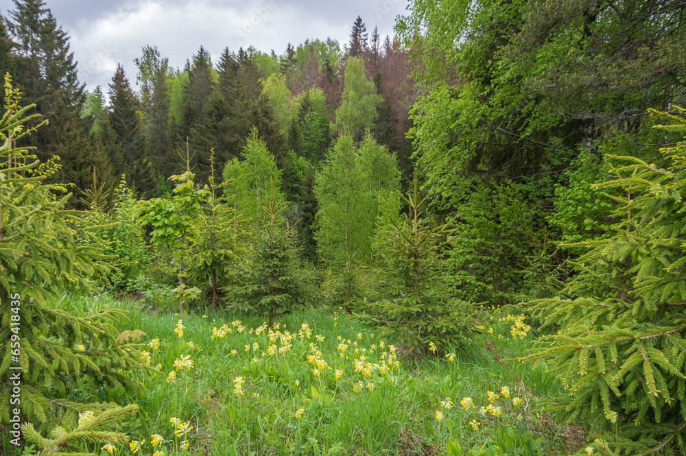 Yellow common cowslip flowers blooming in a small green forest meadow among fir and birch trees on cloudy spring day Yellow common cowslip flowers blooming in a small green forest meadow among fir and birch trees on cloudy spring day