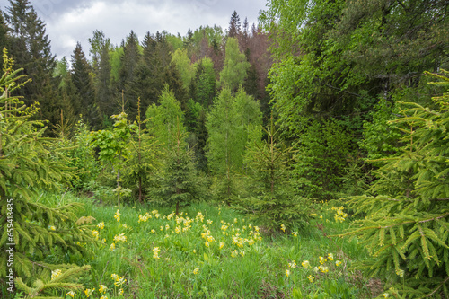 Yellow common cowslip flowers blooming in a small green forest meadow among fir and birch trees on cloudy spring day