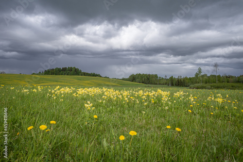 Fototapeta Naklejka Na Ścianę i Meble -  Scenic stormy clouds over green field and hills with bright blooming yellow cowslip and dandelion flowers in foreground