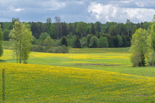Fototapeta Naklejka Na Ścianę i Meble -  Spring landscape with green and yellow blooming fields and hills among forest on cloudy day
