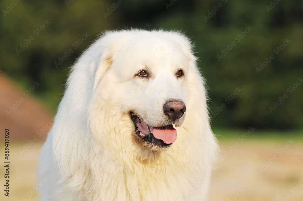 head from dog great pyrenees in the nature head from dog great pyrenees in the nature