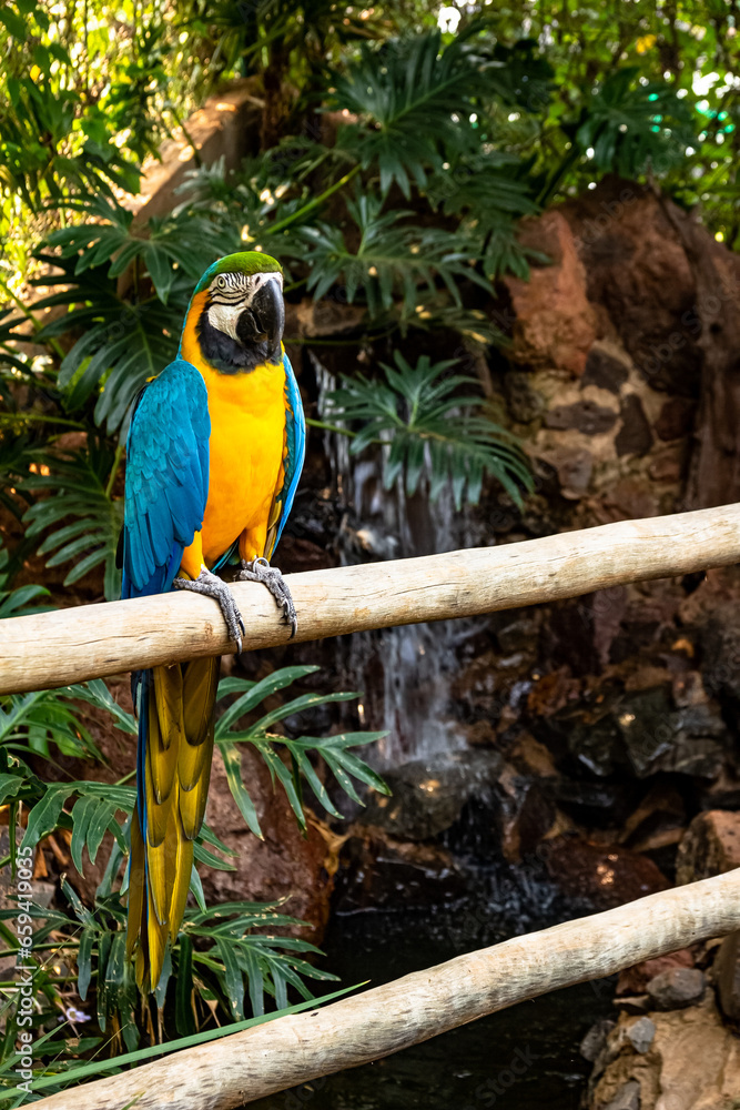 Obraz premium parrot