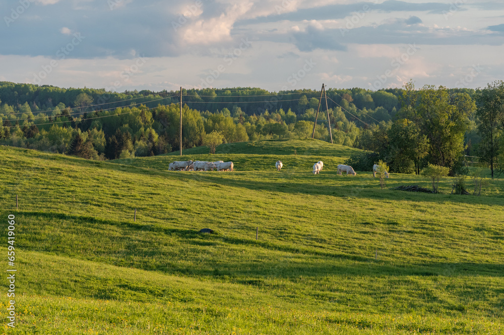Charolais cattle in the green pasture in the spring evening