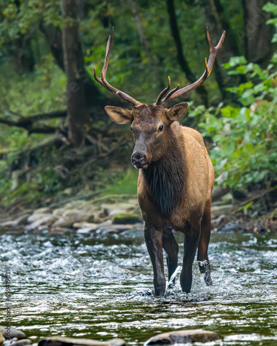 Fototapeta Naklejka Na Ścianę i Meble -  Elk Bull Crossing a River