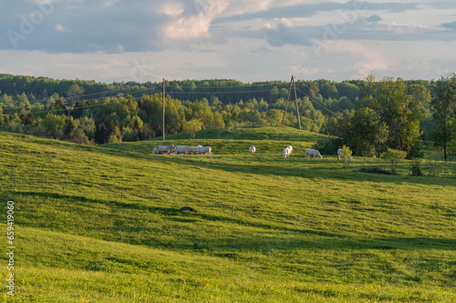 Charolais cattle in the green pasture in the spring evening