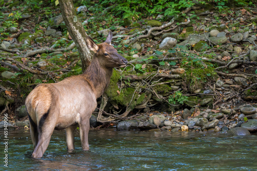 deer in the forest