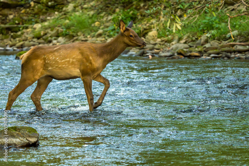 Elk Calf Crossing a River