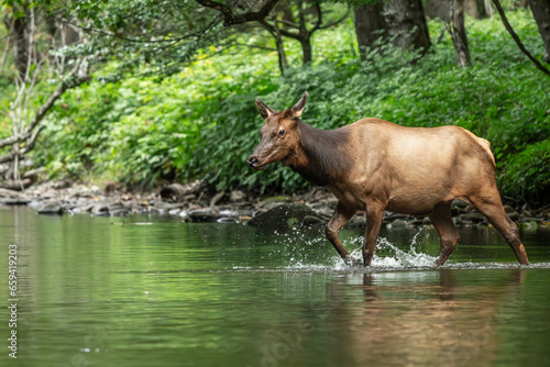 Elk Cow Crossing a River