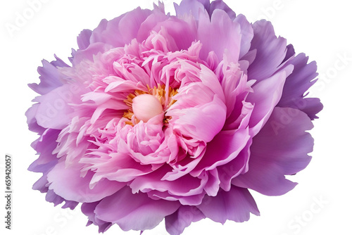 Exquisite Chinese Peony Design Element Isolated on Transparent Background