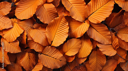 beautiful beech leaves in autumn
