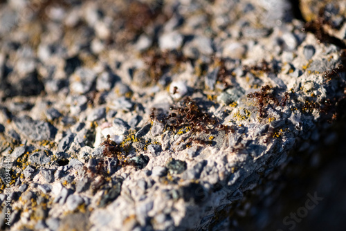 Ants on a stone in a working mood