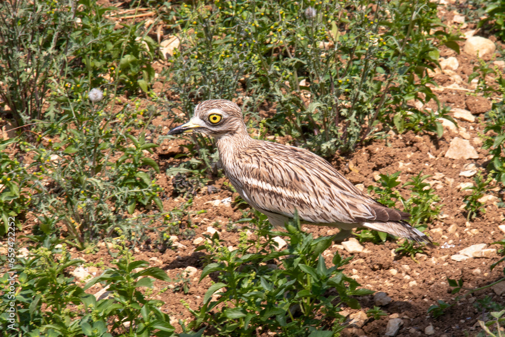 Œdicnème criard dans l'herbe vu de profil Œdicnème criard dans l'herbe vu de profil