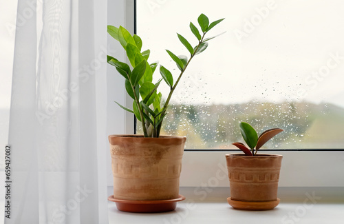 Indoor plants Zamioculcus and Ficus elastica. Autumn background with raindrops on the window. Copy space.