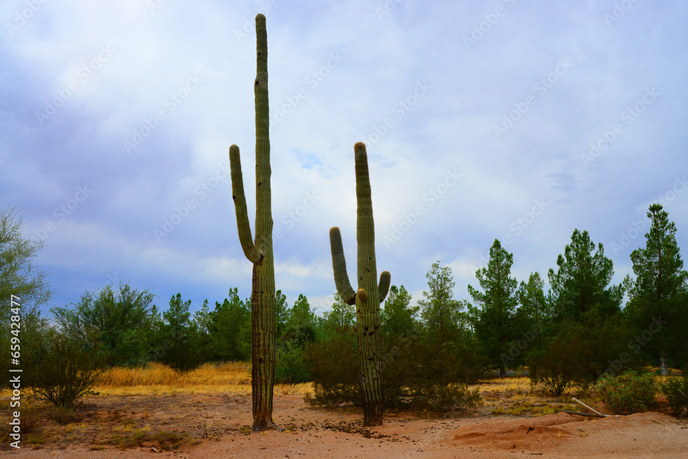 Old Saguaro Cactus Sonora desert Arizona