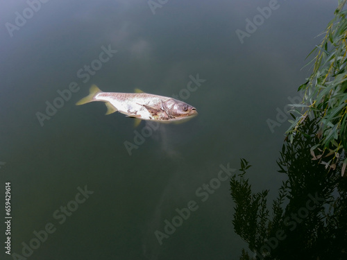 Dead carp floating on the water