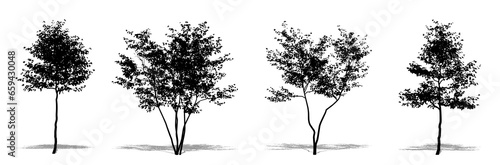 Set or collection of European Beech trees as a black silhouette on white background. Concept or conceptual vector for nature, planet, ecology and conservation, strength, endurance and  beauty
