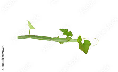 Cissus quadrangularis L. , pirandai or veldt grape on transparent png photo