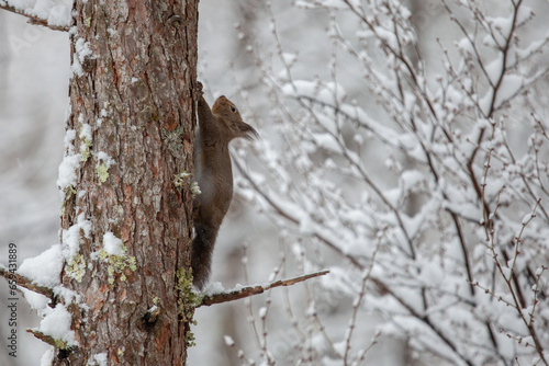 雪の日に木に登るリス2 © 木嶋眞吾