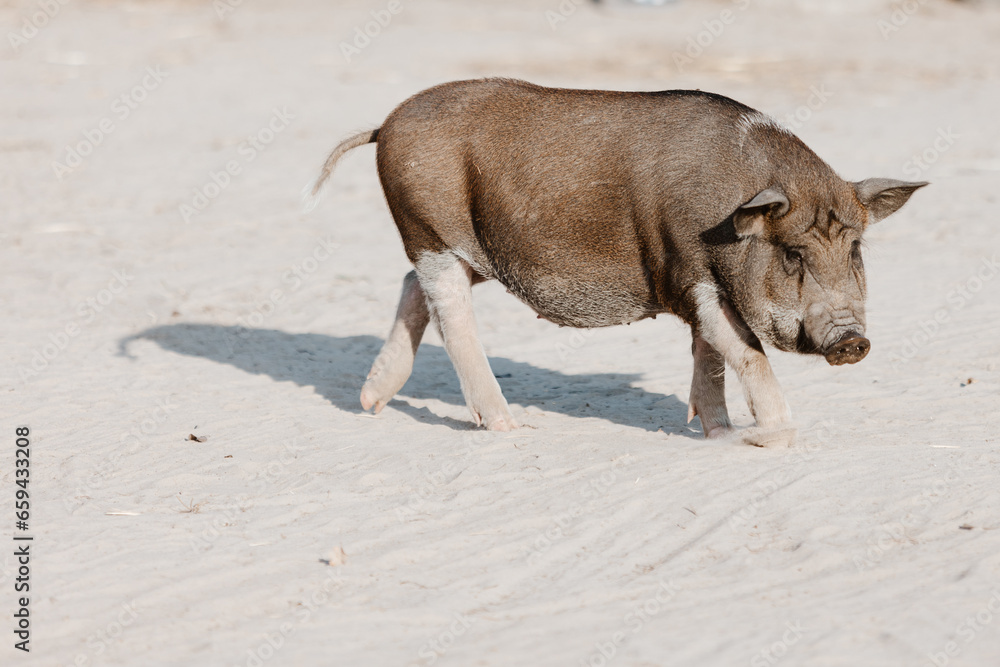 Household A Small Black Pig Sniffs Air In Farm. Household A Small Black Pig Sniffs Air In Farm.