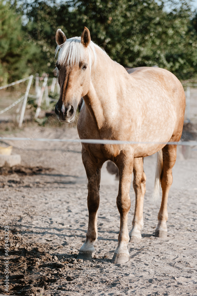 Horse on nature. Portrait of a horse Horse on nature. Portrait of a horse