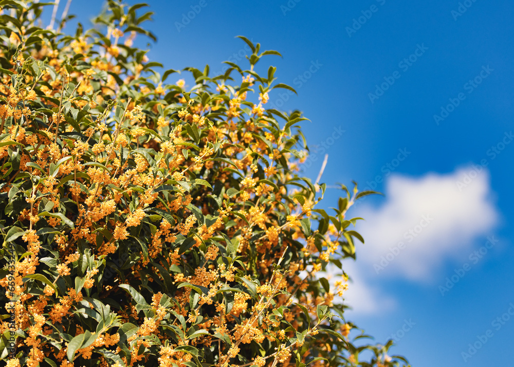 香るキンモクセイの花 Stock Photo | Adobe Stock