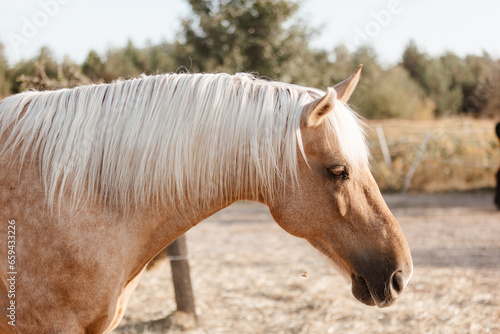 Horse on nature. Portrait of a horse