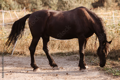 Horse on nature. Portrait of a horse