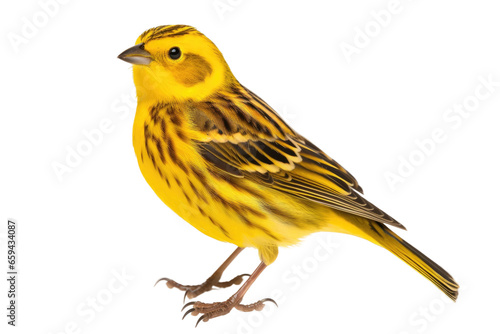 Yellowhammer isolated on transparent background, Generative Ai