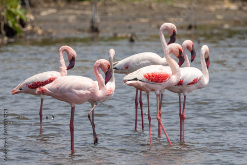 Greater Flamingo  Grootflamink  at Marievale Bird Sanctuary