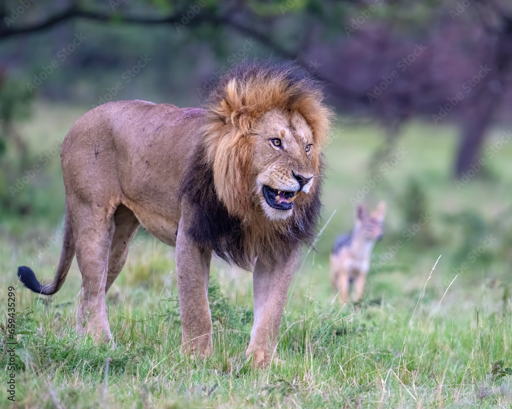 Obraz premium Adult Male Lion, Masai Mara, Kenya