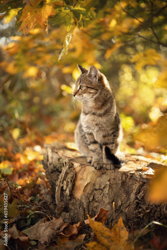Photo of a striped kitten in the autumn forest. © Елена Косинова