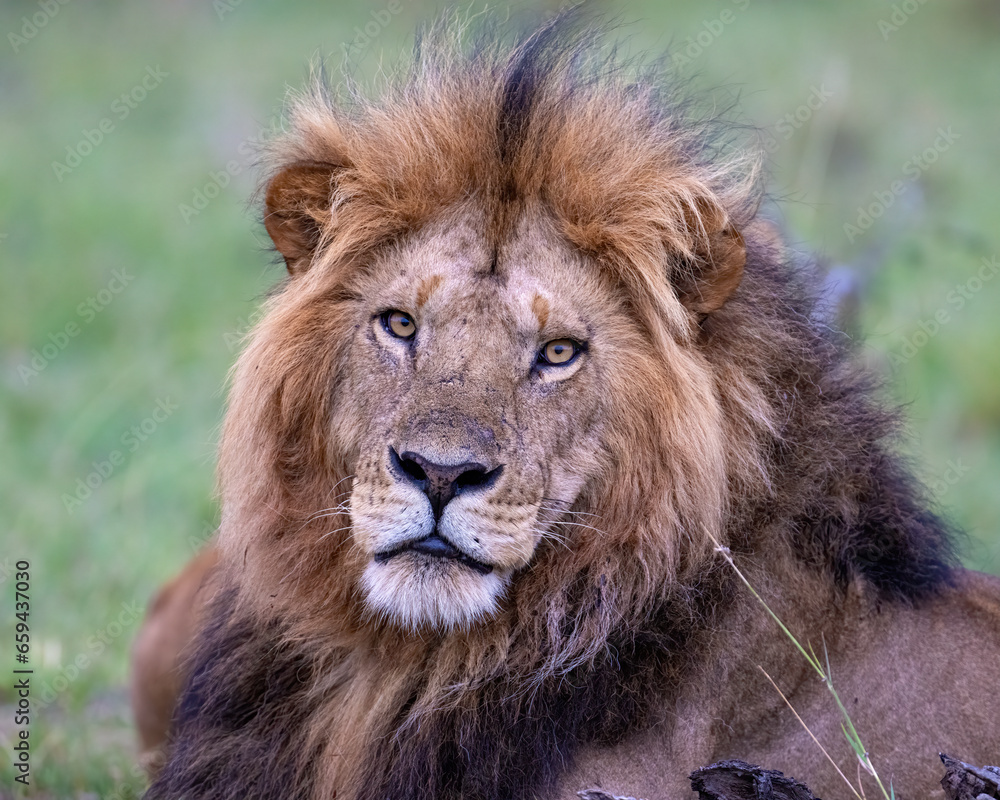 Adult Male Lion, Masai Mara, Kenya Adult Male Lion, Masai Mara, Kenya