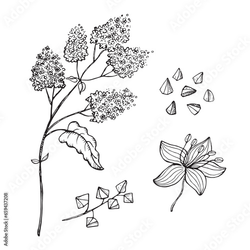 Buckwheat plant vector sketch hand drawn on isolated background. Set of buckwheats branch, seeds and fruits with engraving. Grain harvest, agriculture, healthy food, carbohydrate, porridge, tea
