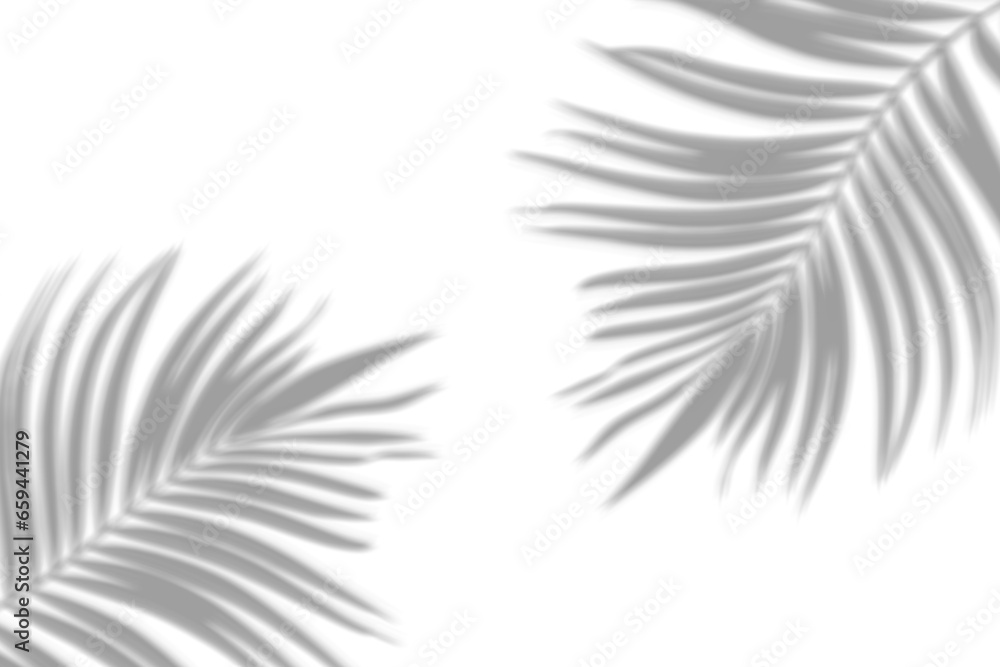 Cień palmy bez tła 3 - obrazy, fototapety, plakaty 