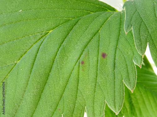 Konstfotografi Anthracnose, a disease on strawberry leaves when grown in natural conditions