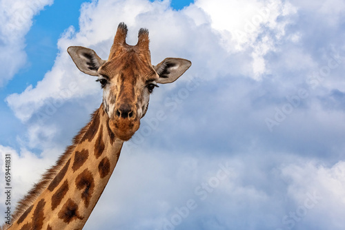 Rothschild’s giraffe, Giraffa camelopardalis rothschildi, closeup of head and neck against summer sky. Lake Nakuru National Park, Kenya. This species is endangered and decreasing in the wild. photo