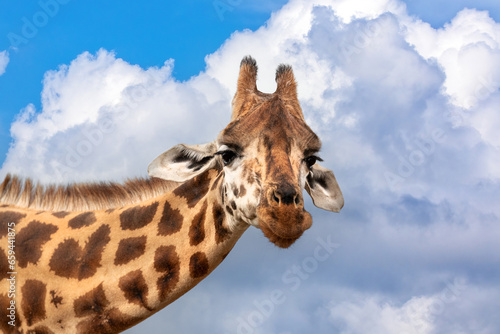 Rothschild’s giraffe, Giraffa camelopardalis rothschildi, closeup of head and neck against summer sky. Lake Nakuru National Park, Kenya. This species is endangered and decreasing in the wild. photo