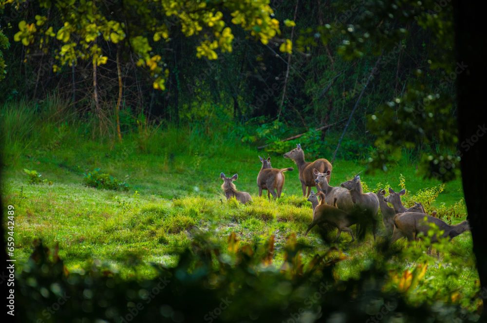 Sambar deer is a large deer native to the Indian subcontinent Sambar deer is a large deer native to the Indian subcontinent